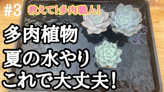 #3【教えて！多肉職人！】水やりの不安をこれで解決！