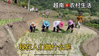 越南農村生活——種水稻，栽秧在越南農村很多地方還都是人工的#桃姑娘