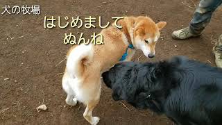 犬の牧場