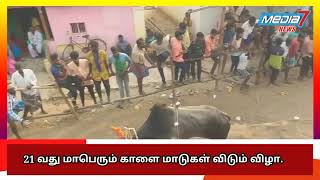 21 வது மாபெரும் காளை மாடுகள் விடும் விழா...