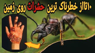 خطرناک ترین حشرات:معرفی ۱۰تااز خطرناک ترین حشرات دنیا