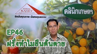 EP46 คลินิกเกษตร ฝรั่งทำไมยืนต้นตาย