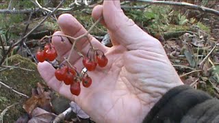 Poisonous Nightshade!