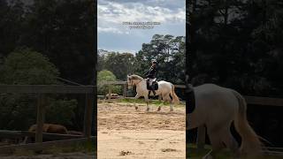 POV: a dressage rider rides your showjumper #horse #equestrianrider #equestrian #horsecommunity