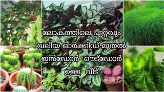 ലോകത്തിലെ ഏറ്റവും വലിയ ഓർക്കിഡ് മുതൽ പതിനായിരത്തിൽ പരം  ഇൻഡോർ ഔട്ഡോർ ചെടികൾ  ഉള്ള വീട്‌