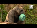 gorilla egg hunt 2016 cincinnati zoo