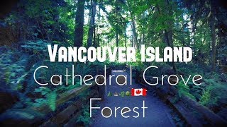 Cathedral Grove | MacMillion Provincial Park B.C.