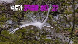 중대백로의 독특한 구애춤/The egrets dance similar to the peacock dance