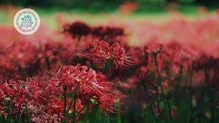 【自然風景4K】秋の美しい彼岸花 in 入田河川敷 | 秋の風景 癒し映像 I Japan nature vlog | beautiful cluster amaryllis