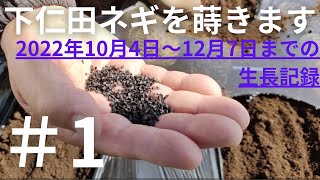 下仁田ネギの生長記録＃【種蒔き】【10月～12月の管理方法】【蒔き方】2022年10月4日　10月11日　10月25日　11月7日　11月16日　11月25日　12月7日