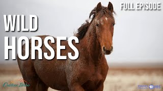 What is Idaho doing with thousands of wild horses?