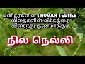 நில நெல்லி l Phyllanthus maderaspatensis l Nila Nelli l Hydrogel