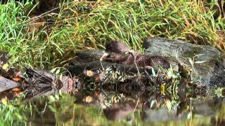 Fischotter - European Otter - Lutra lutra