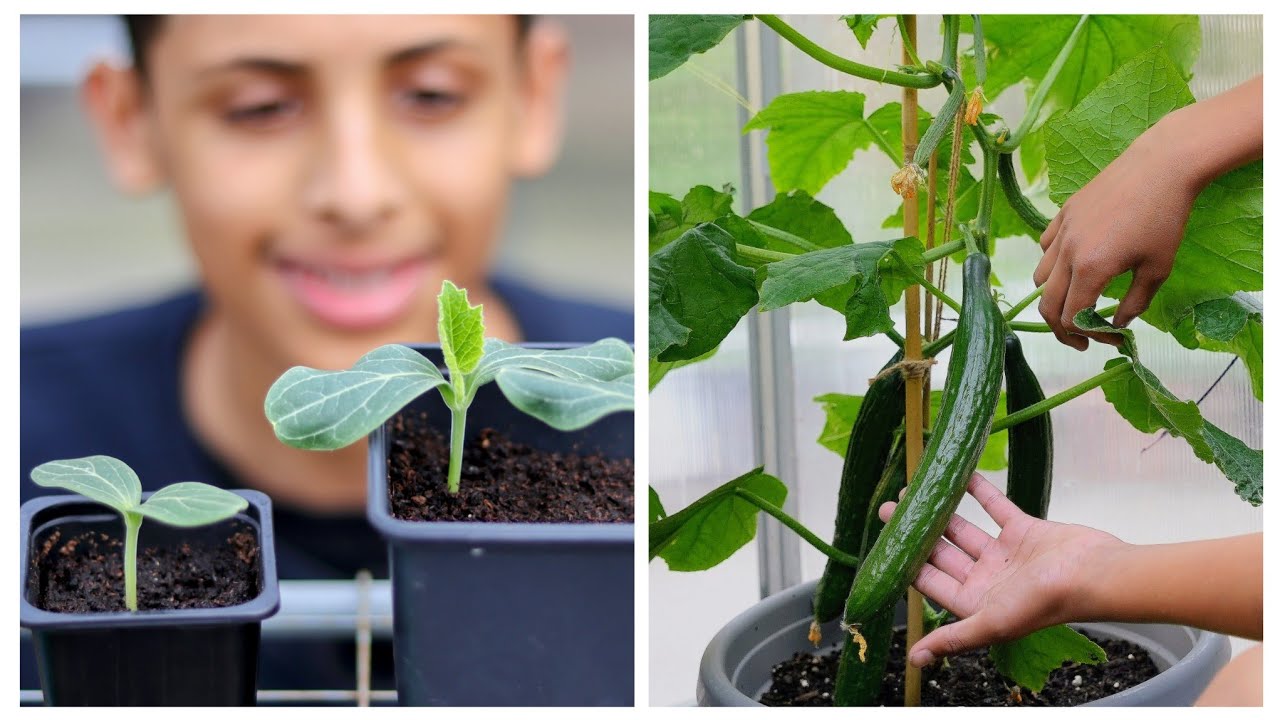 Growing Cucumbers | Beginners Guide To Planting - YouTube