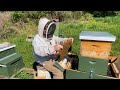 how we double demaree our two queen hive for increased honey production