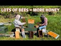 How We Double Demaree Our Two Queen Hive For Increased Honey Production