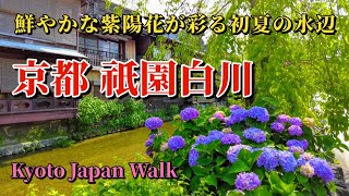 6月7日(金)【Gion Shirakawa】初夏の祇園白川には大和橋から巽橋の間の川沿いにガクアジサイ・セイヨウアジサイなどが植えられ、水辺の美しい紫陽花、石畳を彩る趣きある紫陽花が楽しめます。