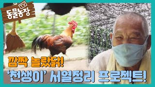 할아버지를 라이벌로 생각한 ‘천생이’ 서열정리 프로젝트! I TV동물농장 (Animal Farm) | SBS Story