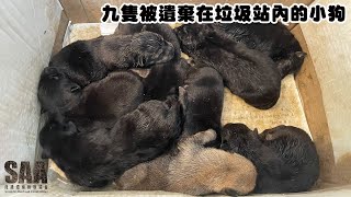 【SAA動物救援】 9隻被遺棄在垃圾站內的小狗