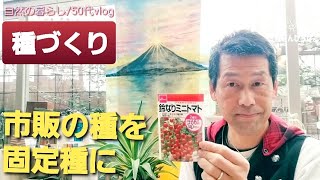 《固定種にする？》#313 DAISOの種/自家採取/種作り/家庭菜園【自然の暮らし/50代vlog】#家庭菜園