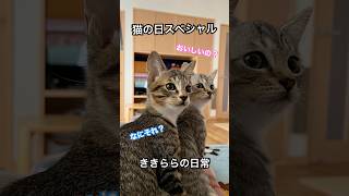 【猫の日】【子猫】かわいい子猫特集！きょうだい子猫のきき(キジ白)とらら(サバ白)の写真振り返り⭐︎ #ききららの日常 #ねこ動画 #ねこ #子猫 #猫のいる暮らし #cat #猫 #保護猫 #猫の日