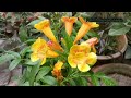 how to use miraculan best plant growth regulator miraculan মিরাকুলান কিভাবে ব্যবহার করবেন