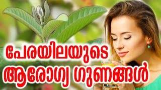 പേരയിലയുടെ ആരോഗ്യ ഗുണങ്ങൾ | PERAYILAYUDE AROGYA GUNANGAL | Malayalam Health Tips