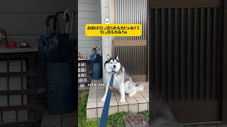 【なんでも柴犬のマネをするハスキー】真似しなくて良い所ばっかり真似をする😑😑 #youtubeshorts #shortvideo #シベリアンハスキー #short #おもしろ #柴犬