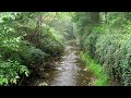 relaxation and healing with 10 hours of forest rain sounds ultimate stress relief deep sleep