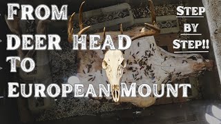 Step-by-Step: Creating a European Deer Mount with Beetles