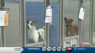 Helping Hands implements ‘Name Your Price’ special for dog adoptions