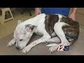 Tougher penalties for animal cruelty