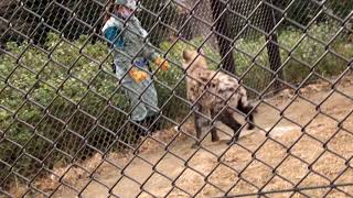 カロアくん♡飼育員さんにアピールが可愛い♡千葉市動物公園　ブチハイエナ　2021．2．12