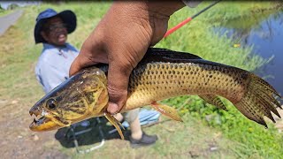 Roadside swamp fishing in district Coronie - Suriname