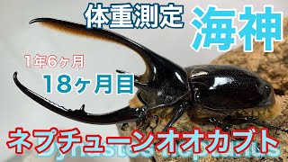 孵化から1年半！まだまだ先は長い？ネプチューンオオカブトのエサ交換　How to grow beetle larvae【Dynastes neptunus】