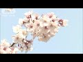 【デジタル花見】隅田川の満開桜とスカイツリー 20 03 27