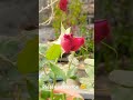 beautiful rose garden nature plant flowers viralshort trendingshorts subscribe