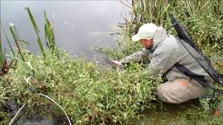 Releasing a 9lb Hen Atlantic Salmon Caught on Flying c River Teifi wales