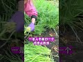 韭菜入冬前怎么管理才能不影响明年产量 韭菜种植 韭菜种植方法 韭菜越冬 每天分享蔬菜种植技巧 农业种植