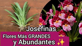 Cómo Trasplantar una MILTONIOPSIS? 🤔 |Josefinas- Que Sustrato Usar? 🪴💕