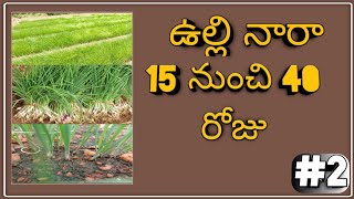 onion crop cultivation-ఉల్లి నారా 15 - 40 రోజు best practice