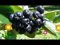 Арония черноплодная. Краткий обзор описание характеристик aronia melanocarpa