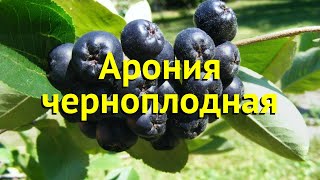 Арония черноплодная. Краткий обзор, описание характеристик aronia melanocarpa