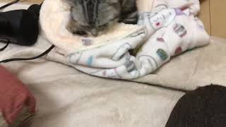 「猫動画」ふみふみが止まらない