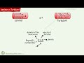 blood flow laminar vs turbulent reynold s number