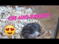 MY GERBIL HAD BABIES!? MY GERBIL HAD BABIES!?