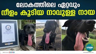 അക്കൂട്ടത്തിൽ ലോകത്തിലെ ഏറ്റവും നീളം കൂടിയ നാവുള്ള നായ എന്ന ഗിന്നസ് വേൾഡ് റെക്കോർഡ് സ്വന്തമാക്കി