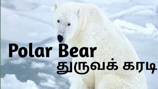 Polar Bear - துருவக் கரடி/உர்சுஸ் மரிட்டிமஸ்