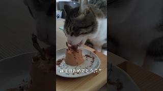 誕生日に美味しそうにチュールタワーを食べる猫 #ねこのいる生活 #ねこ好き #猫