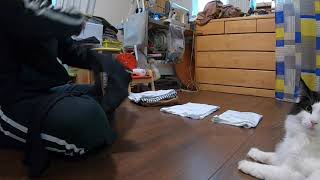 ＃Shorts　洗濯物をたたむと噛みつく猫  A cat that bites when you fold the laundry.